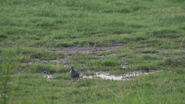 Eurasian Collared-Dove - ML589900891