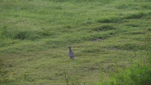 Eurasian Collared-Dove - ML589900901