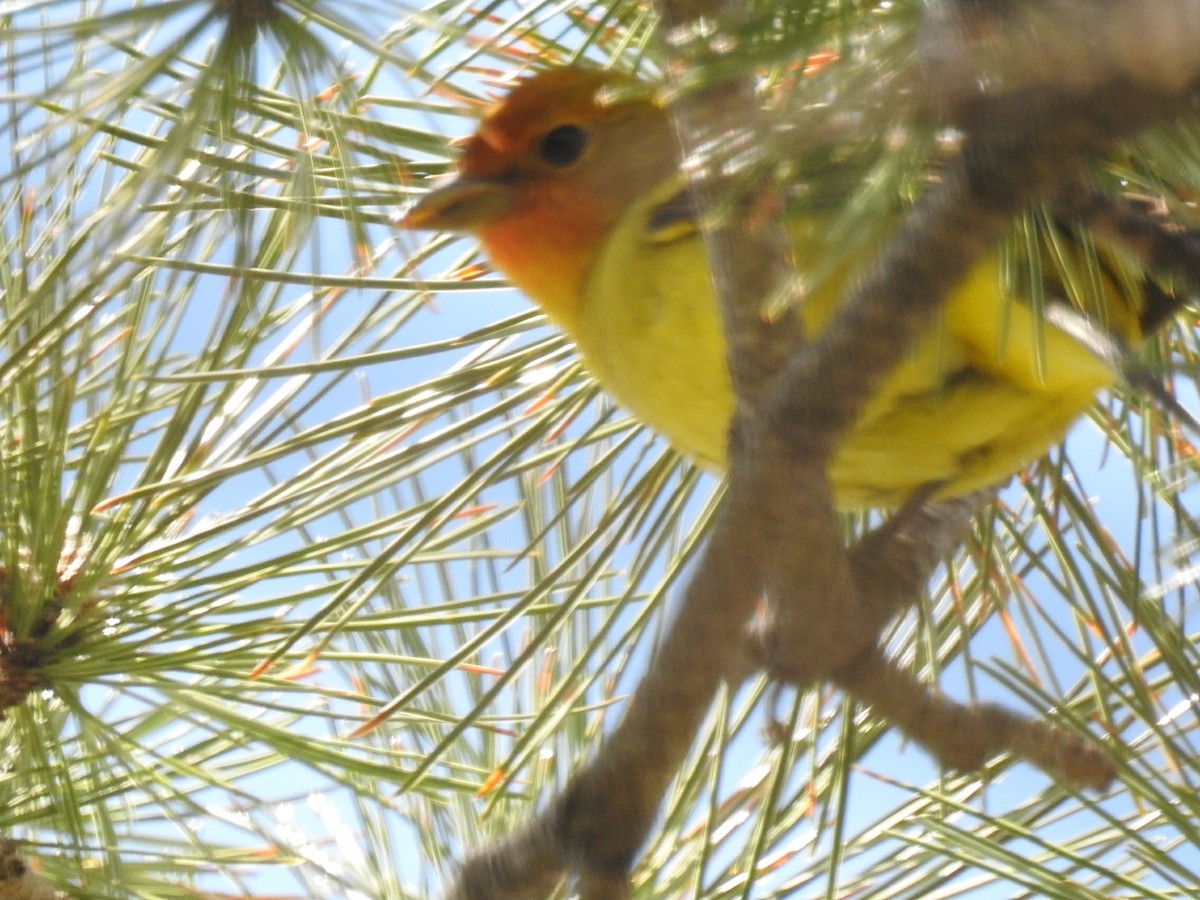 Western Tanager - ML58990111