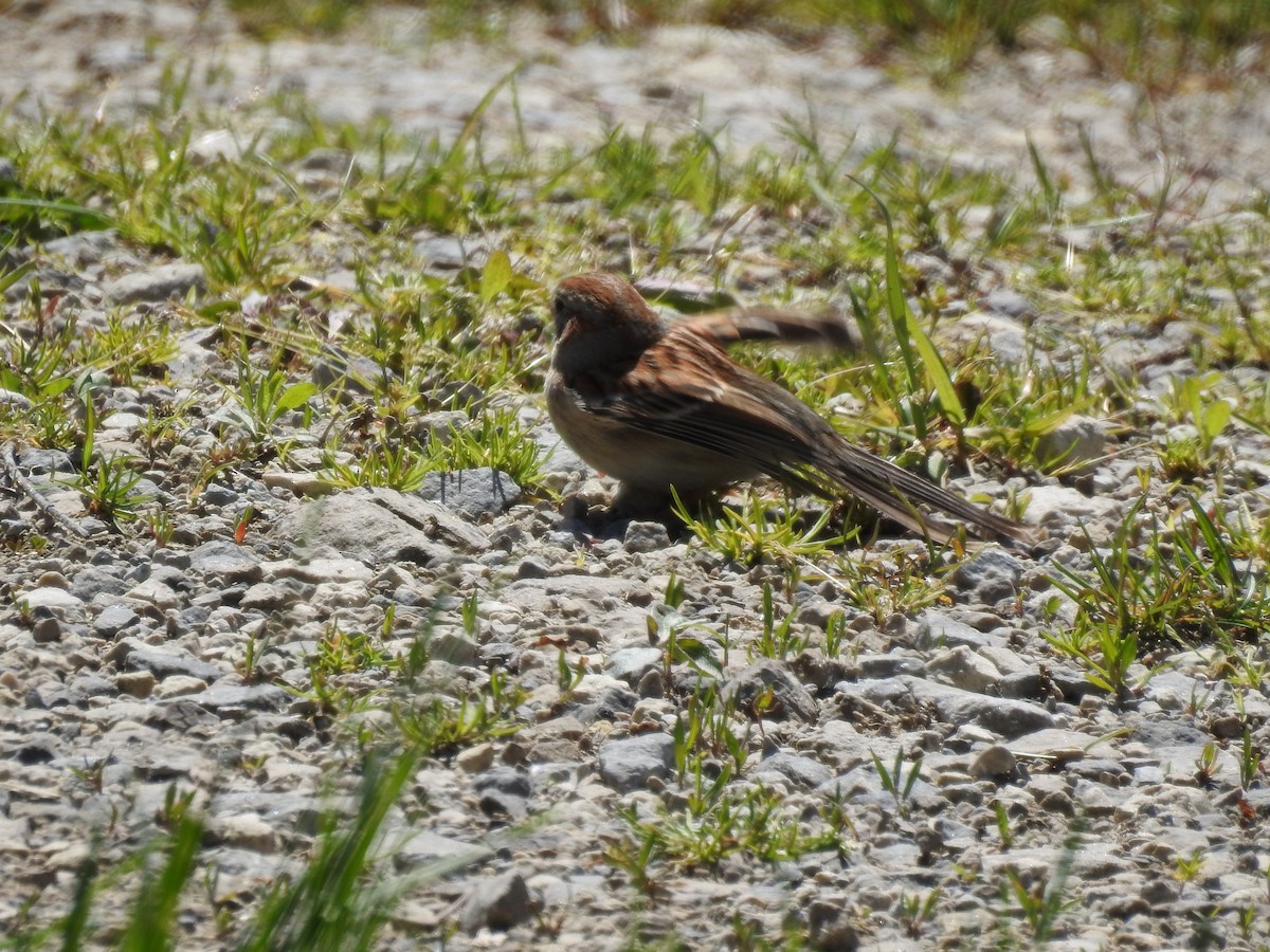 Field Sparrow - ML58990181