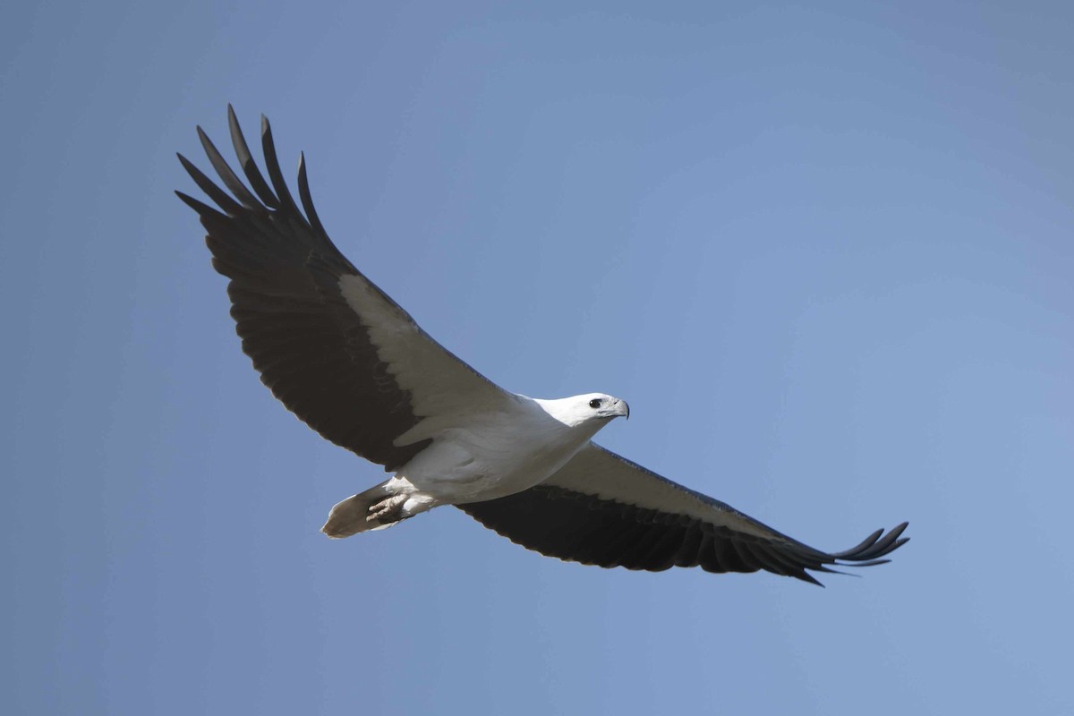 White-bellied Sea-Eagle - ML589902981