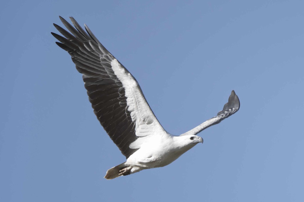 White-bellied Sea-Eagle - ML589903011