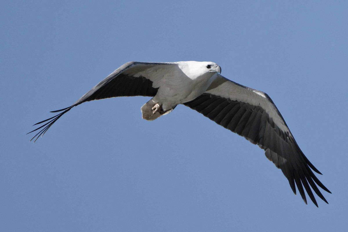 White-bellied Sea-Eagle - ML589903041