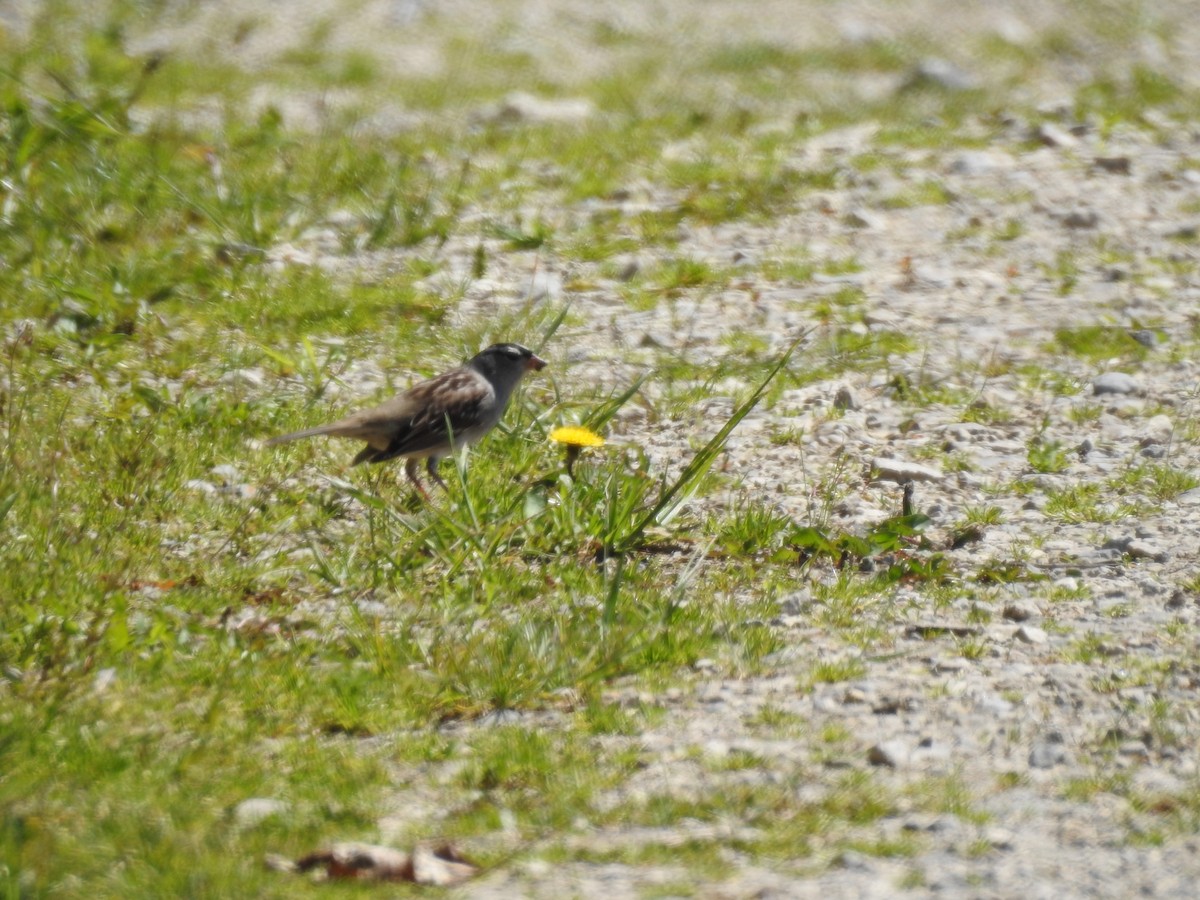 White-crowned Sparrow - ML58990311