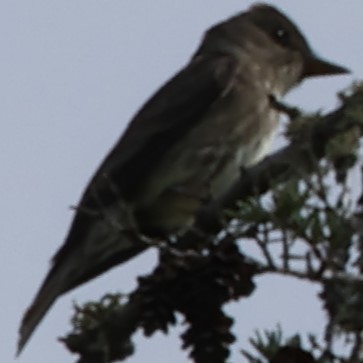 Olive-sided Flycatcher - ML589903111