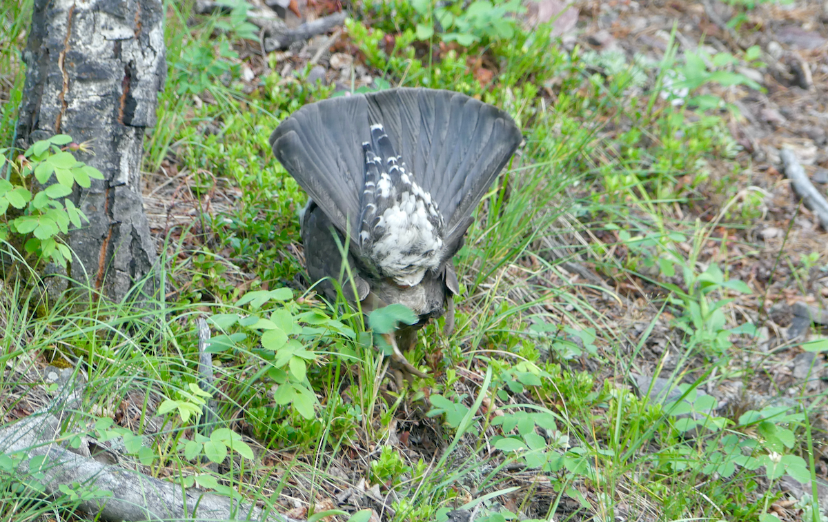 Dusky Grouse - ML589903211