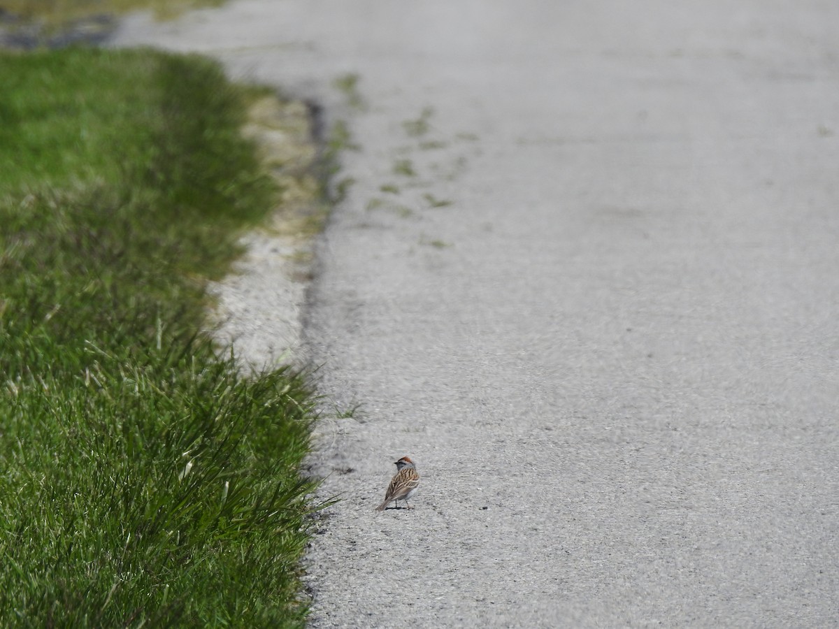 Chipping Sparrow - ML58990341