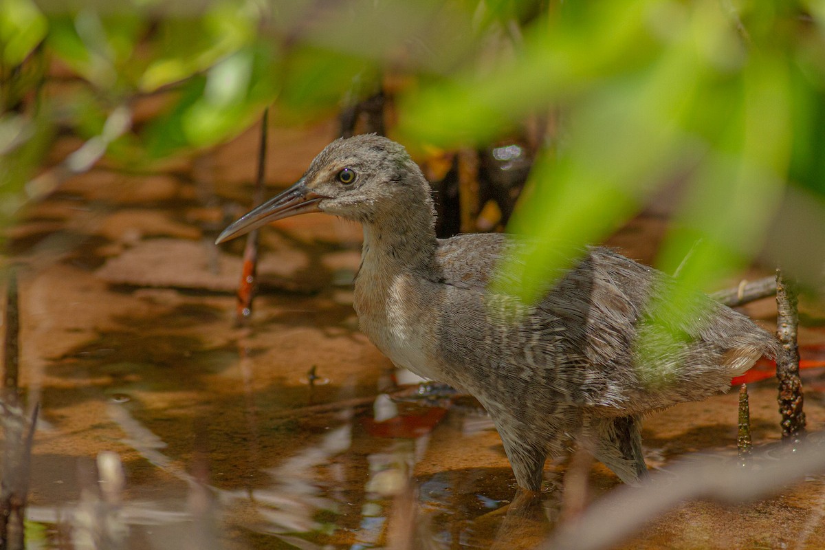 Clapper Rail - ML589903691