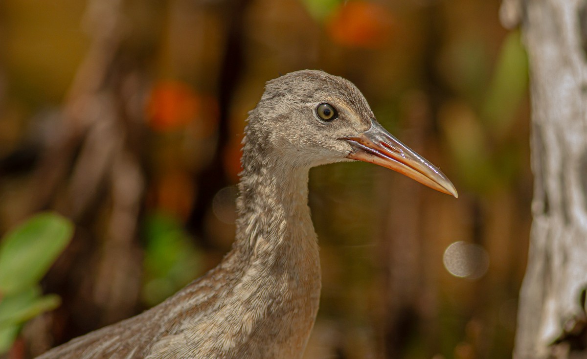 Clapper Rail - ML589903701