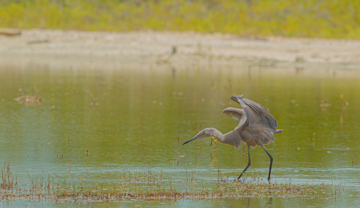 Reddish Egret - Roni Martinez