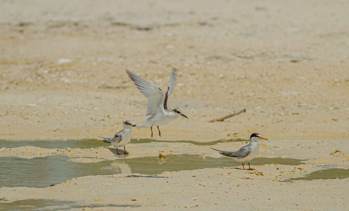 Least Tern - ML589903901