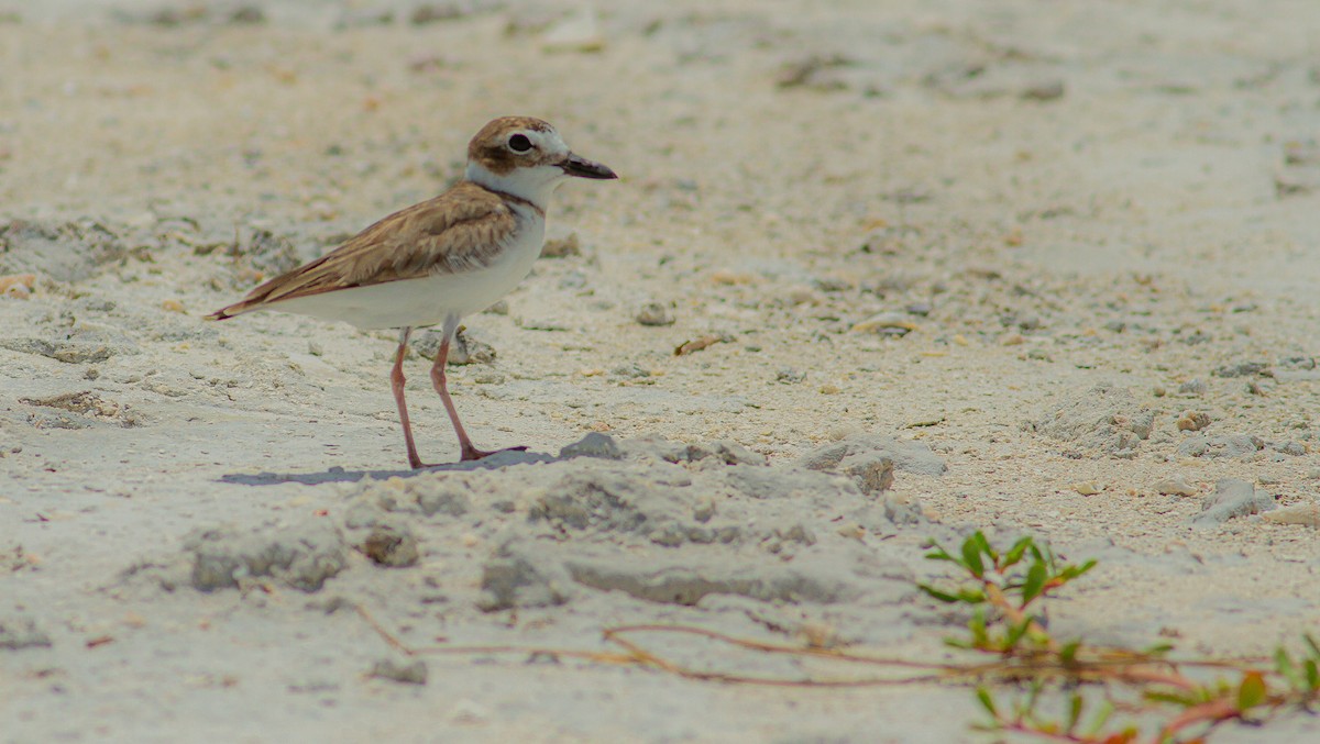 Wilson's Plover - Roni Martinez