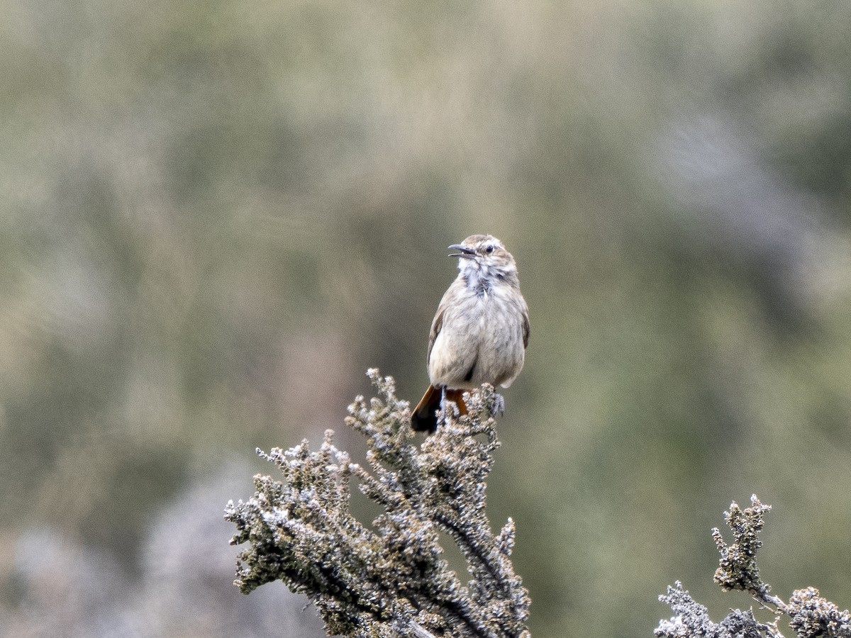 Bandurrita Patagona - ML589903951