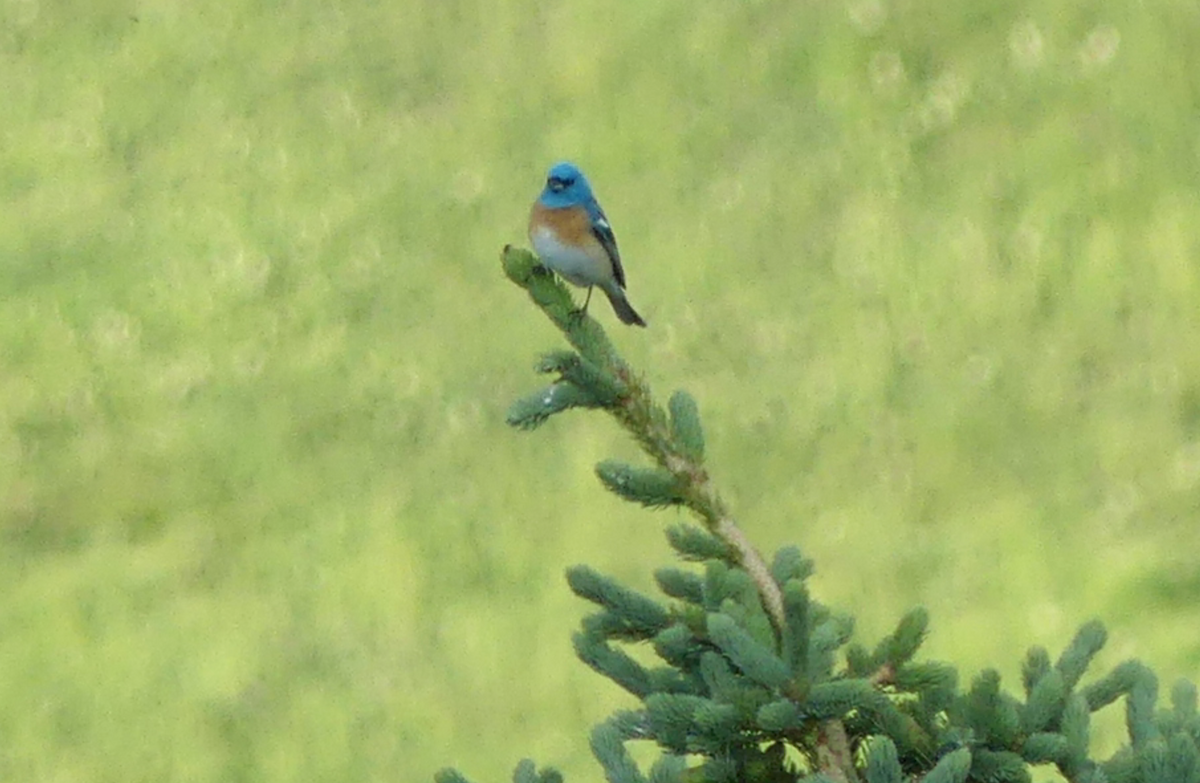 Lazuli Bunting - ML589904121