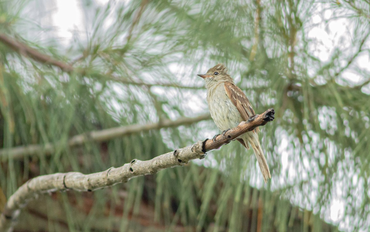 Caribbean Elaenia - ML589904181