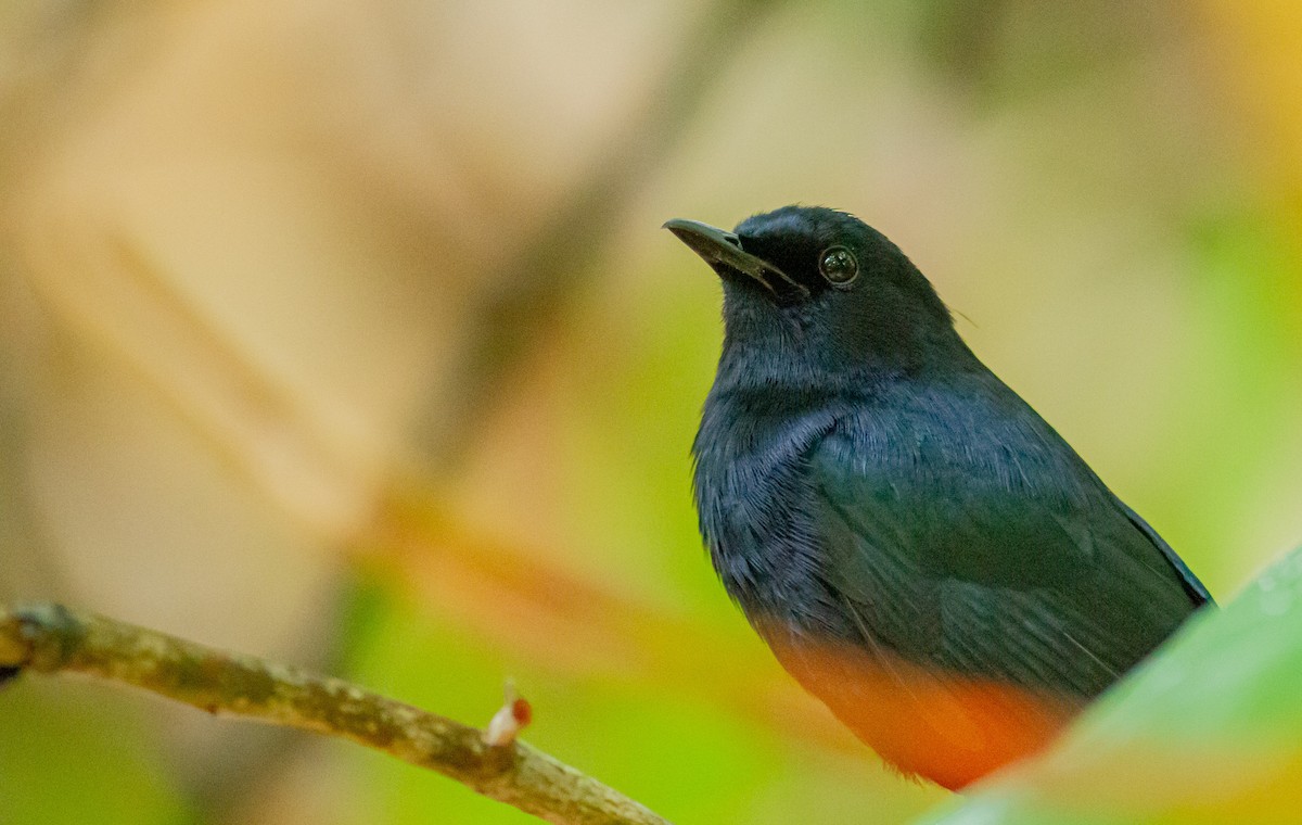 Black Catbird - Roni Martinez