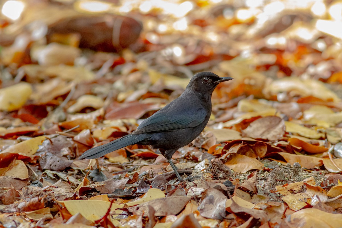 Black Catbird - ML589904221