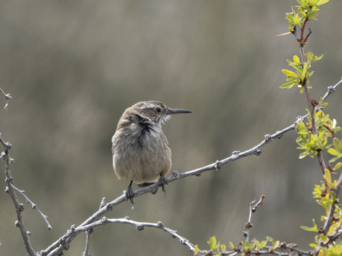 Band-tailed Earthcreeper - ML589904251