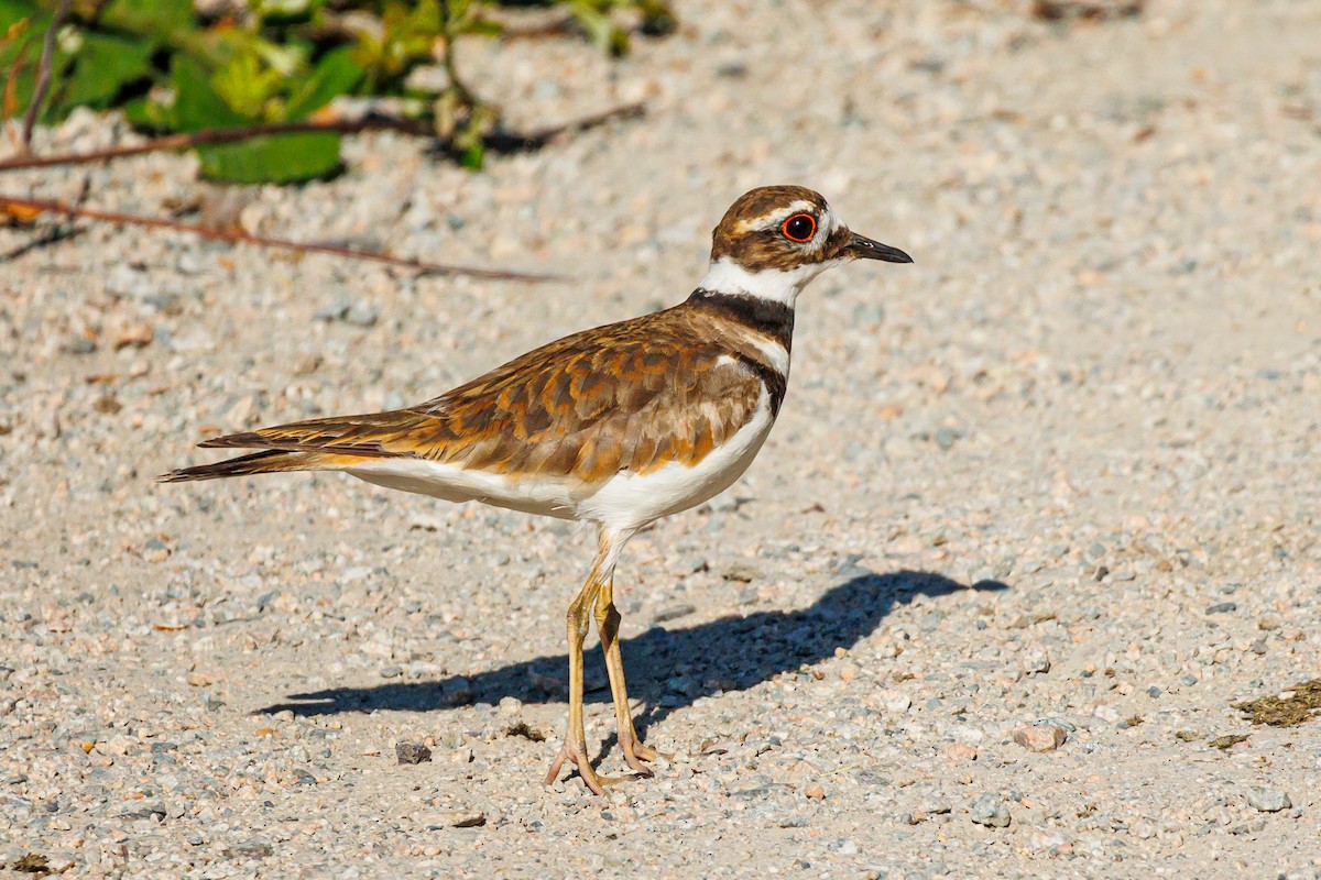 Killdeer - ML589905191