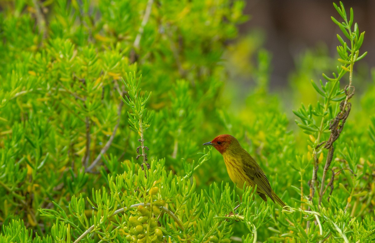 Yellow Warbler - ML589905731