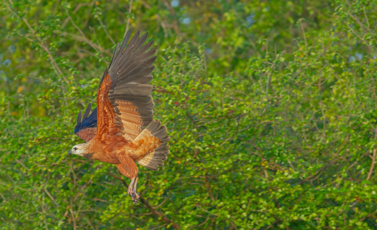Black-collared Hawk - ML589905871