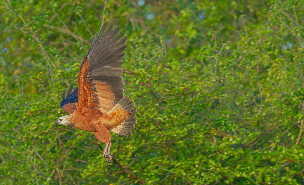 Black-collared Hawk - ML589905871