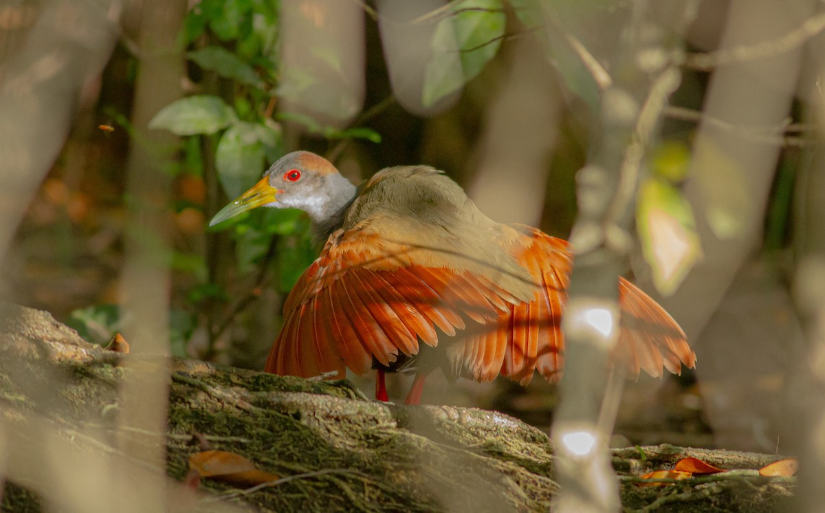 Russet-naped Wood-Rail - ML589906161