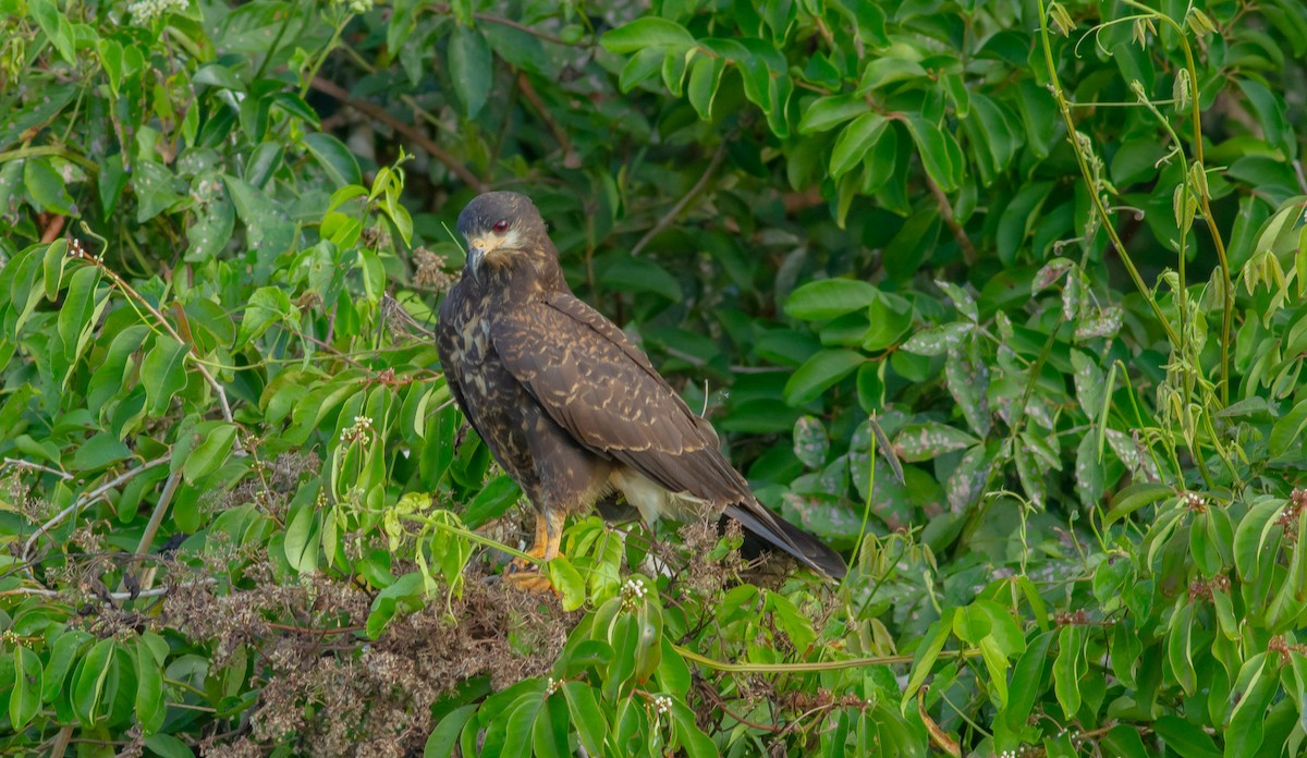 Snail Kite - ML589906171