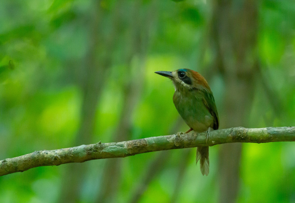 Tody Motmot - Roni Martinez