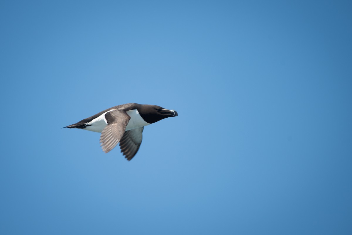 Гагарка мала - ML58990661