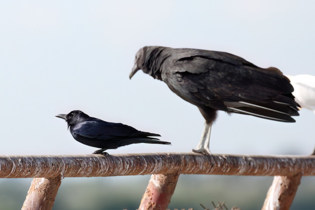 Tamaulipas Crow - ML589906971