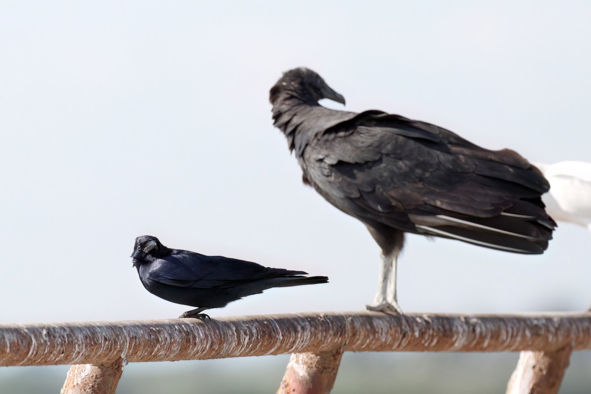 Tamaulipas Crow - Mike Jones