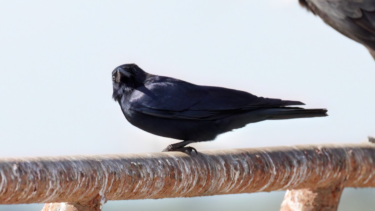 Tamaulipas Crow - Mike Jones