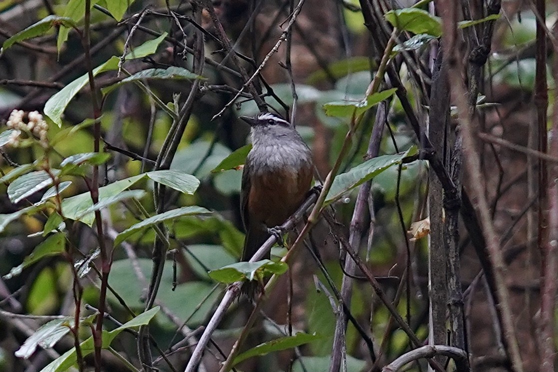 Palani Laughingthrush - ML589907071