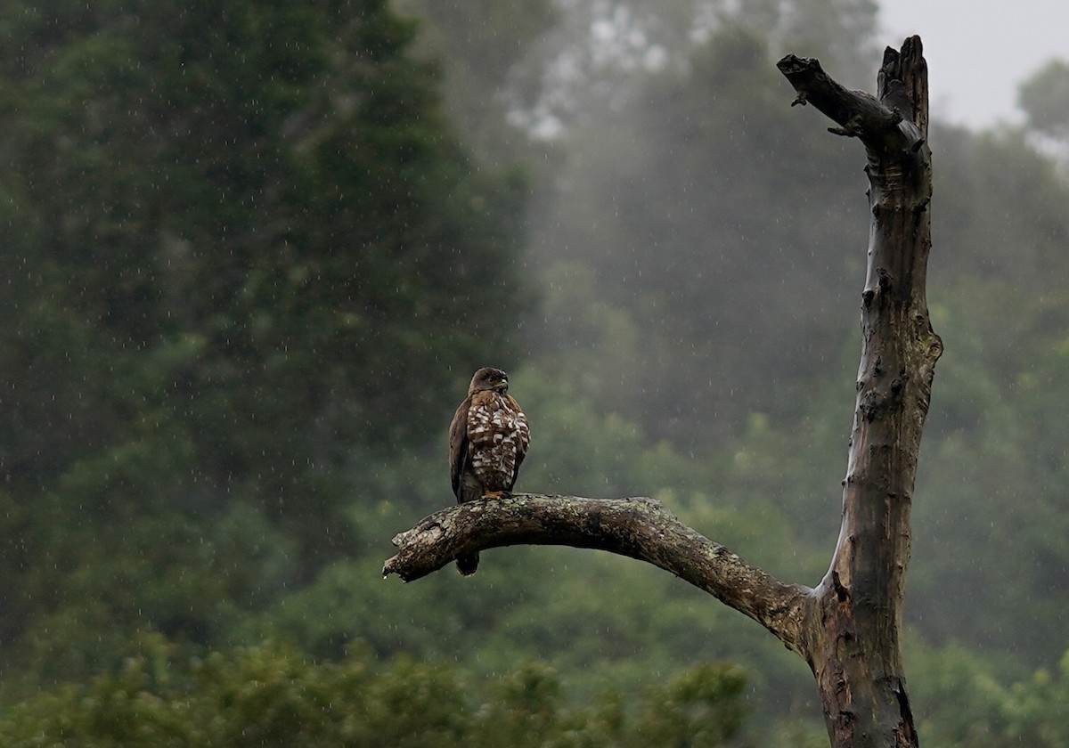 Crested Goshawk - ML589907121