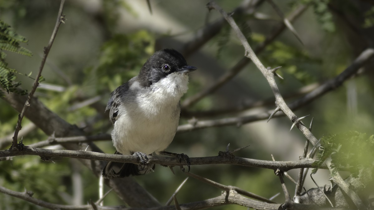 Arabian Warbler - ML589907321