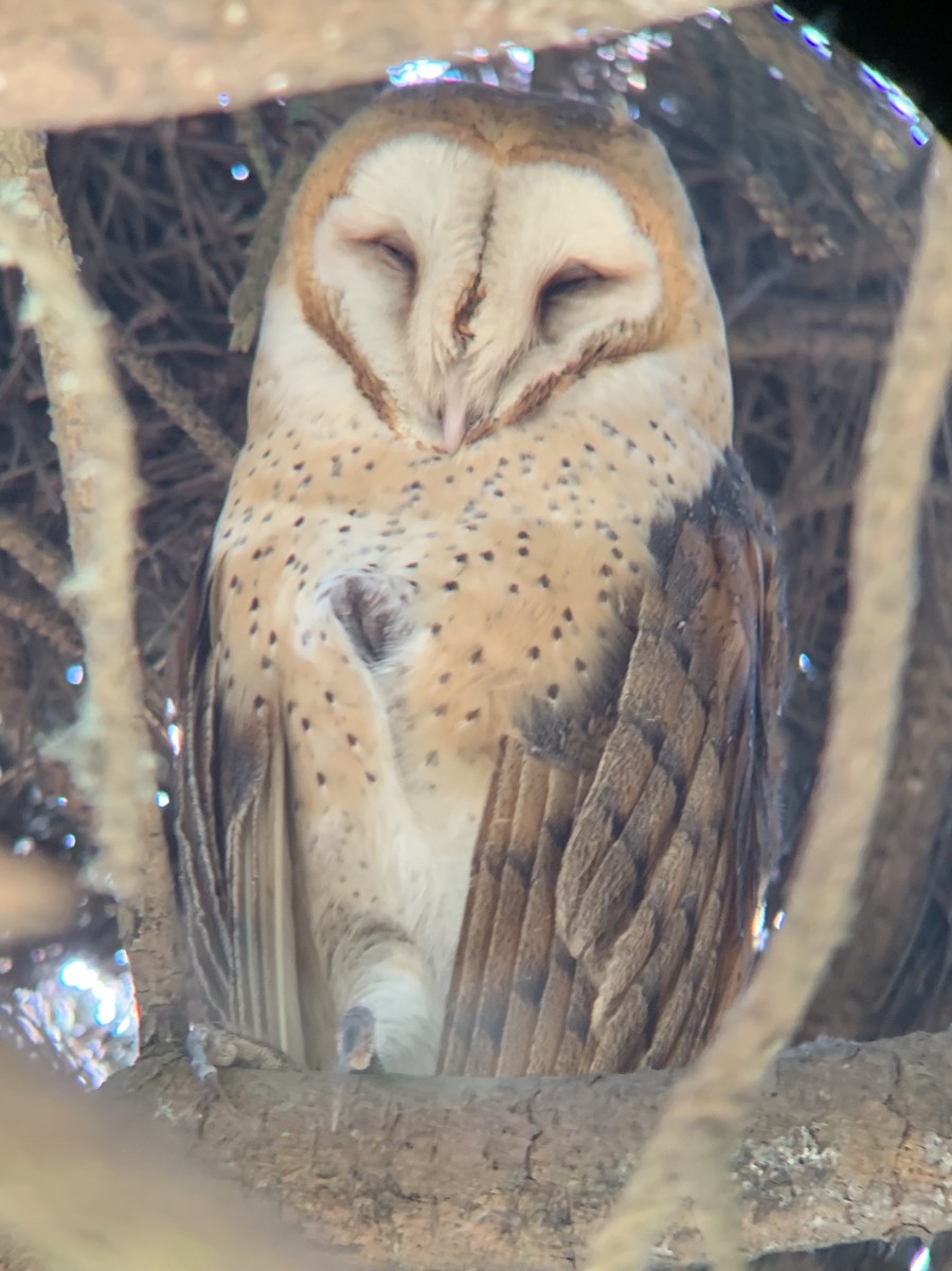 Barn Owl (American) - ML589907501