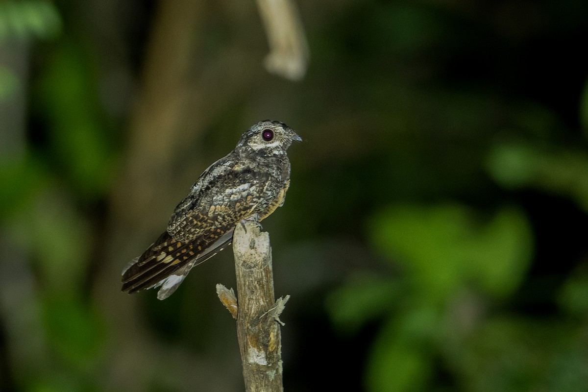 Gray Nightjar - ML589907581