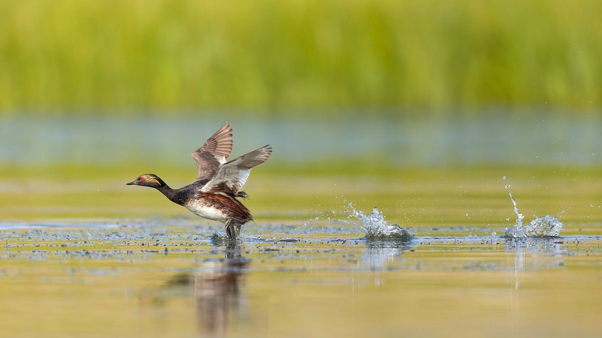 Eared Grebe - Jeff Dyck