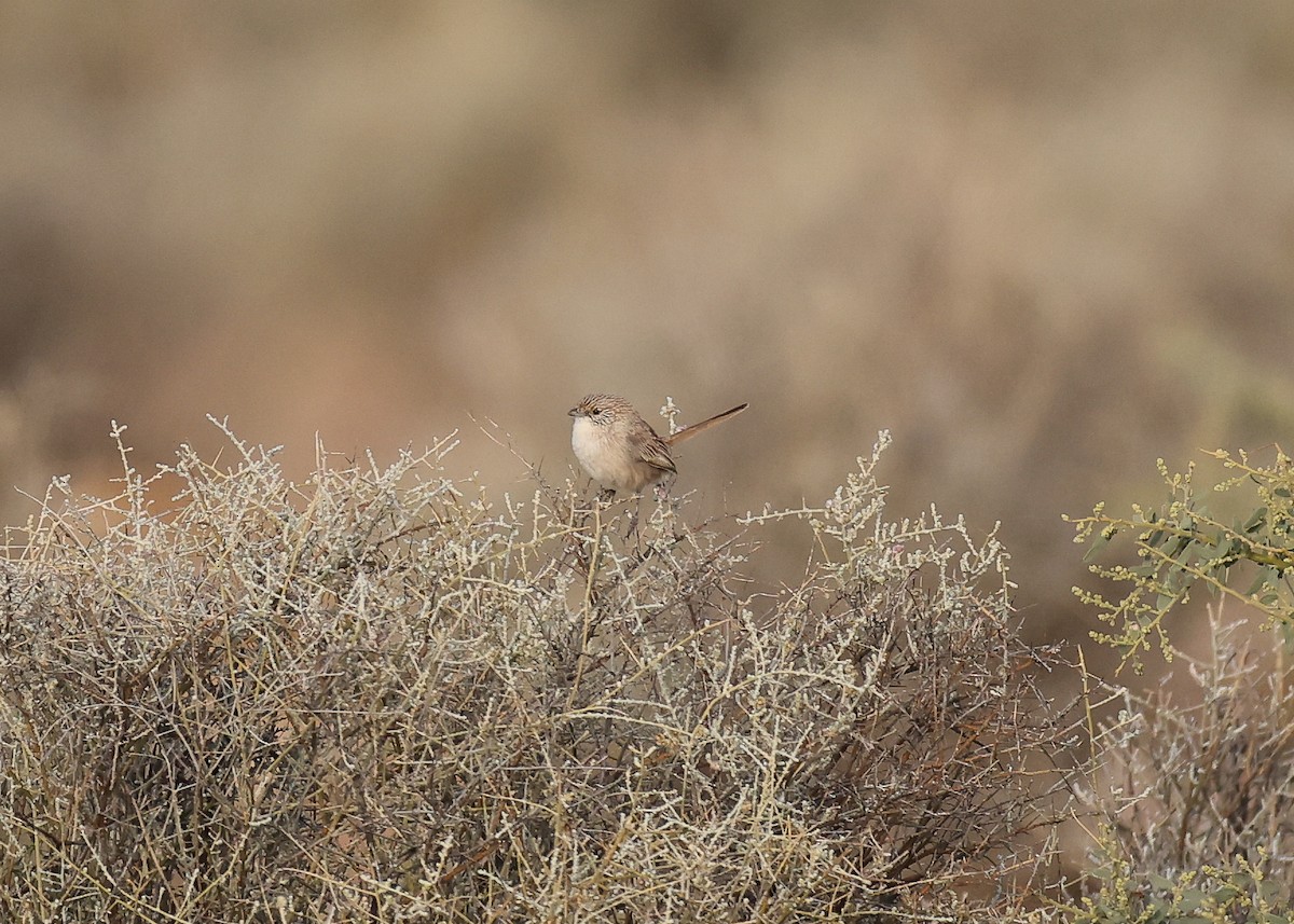 Thick-billed Grasswren - Martin Allen