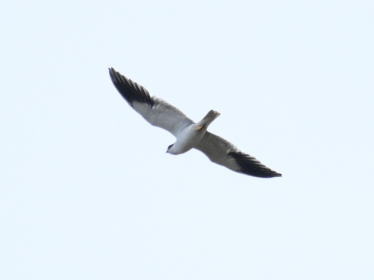 Black-winged Kite - ML589909481