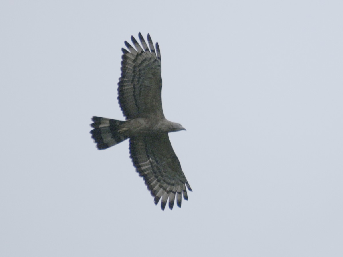 Oriental Honey-buzzard - ML589909491