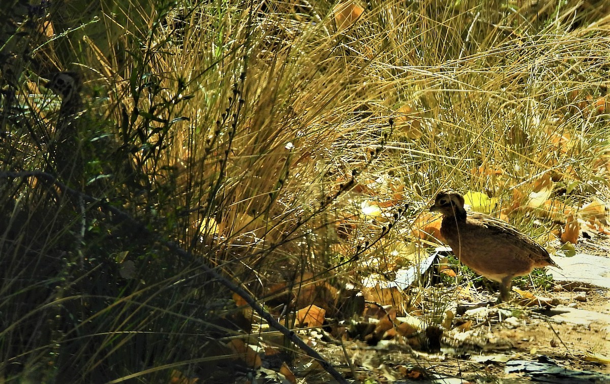 Montezuma Quail - ML589910151