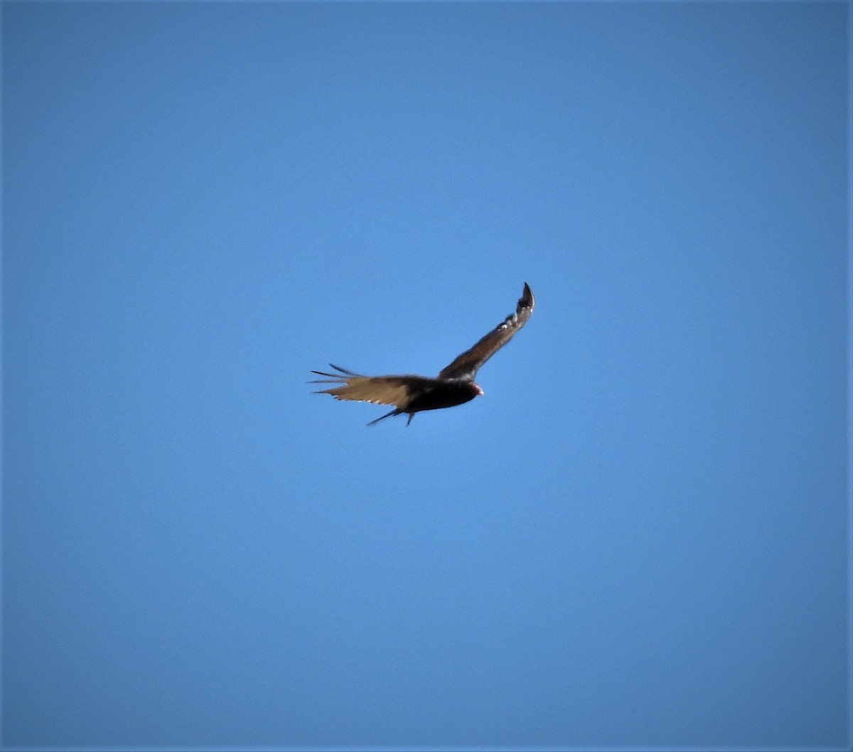 Turkey Vulture - ML589910421