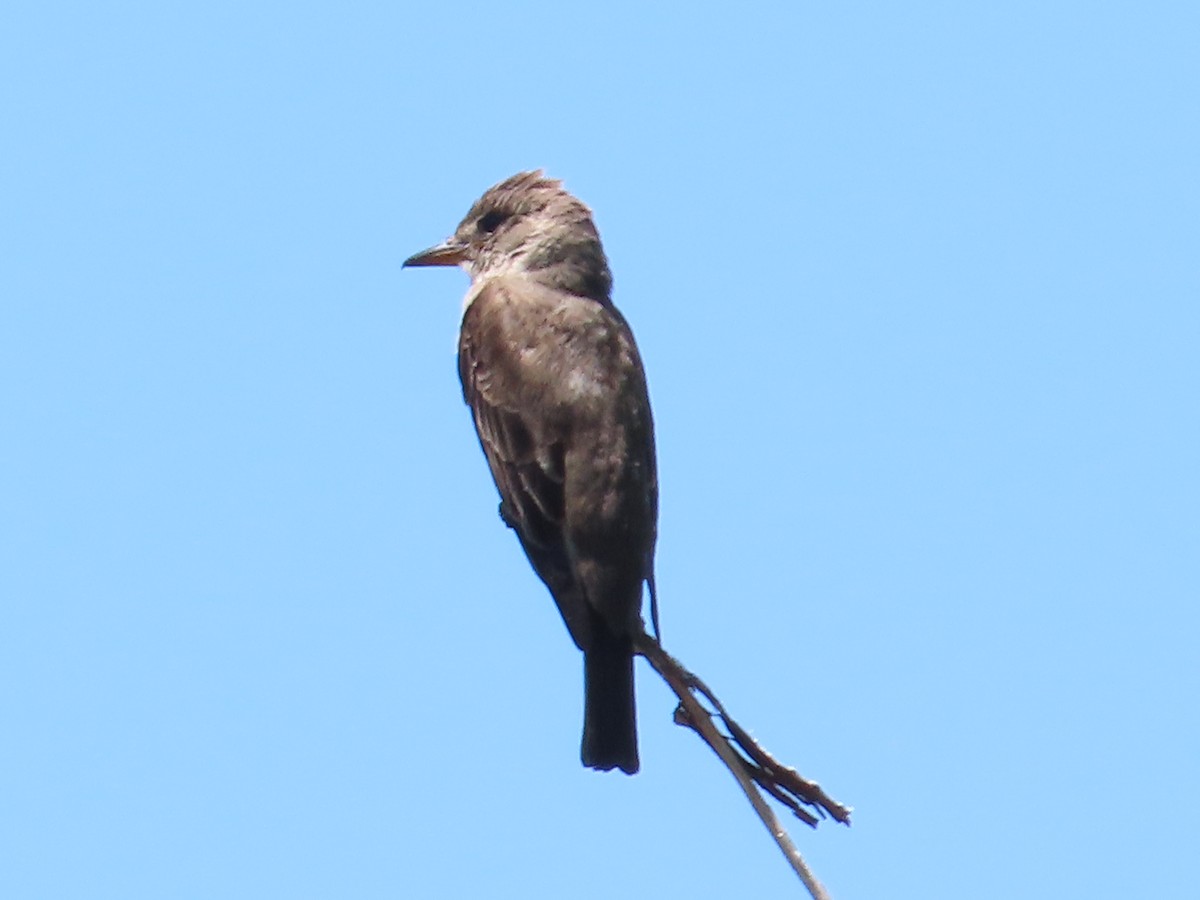 Olive-sided Flycatcher - ML589910681