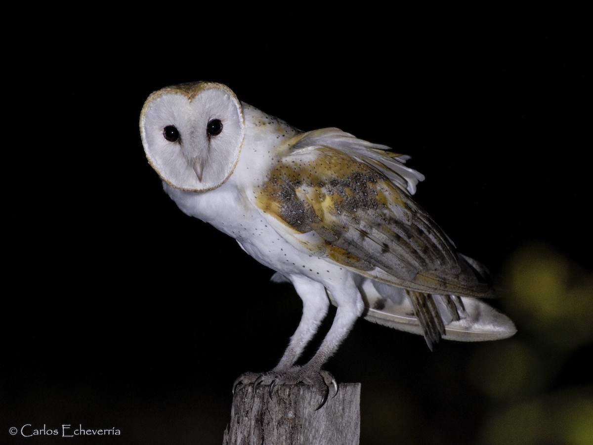 American Barn Owl - Carlos Echeverría