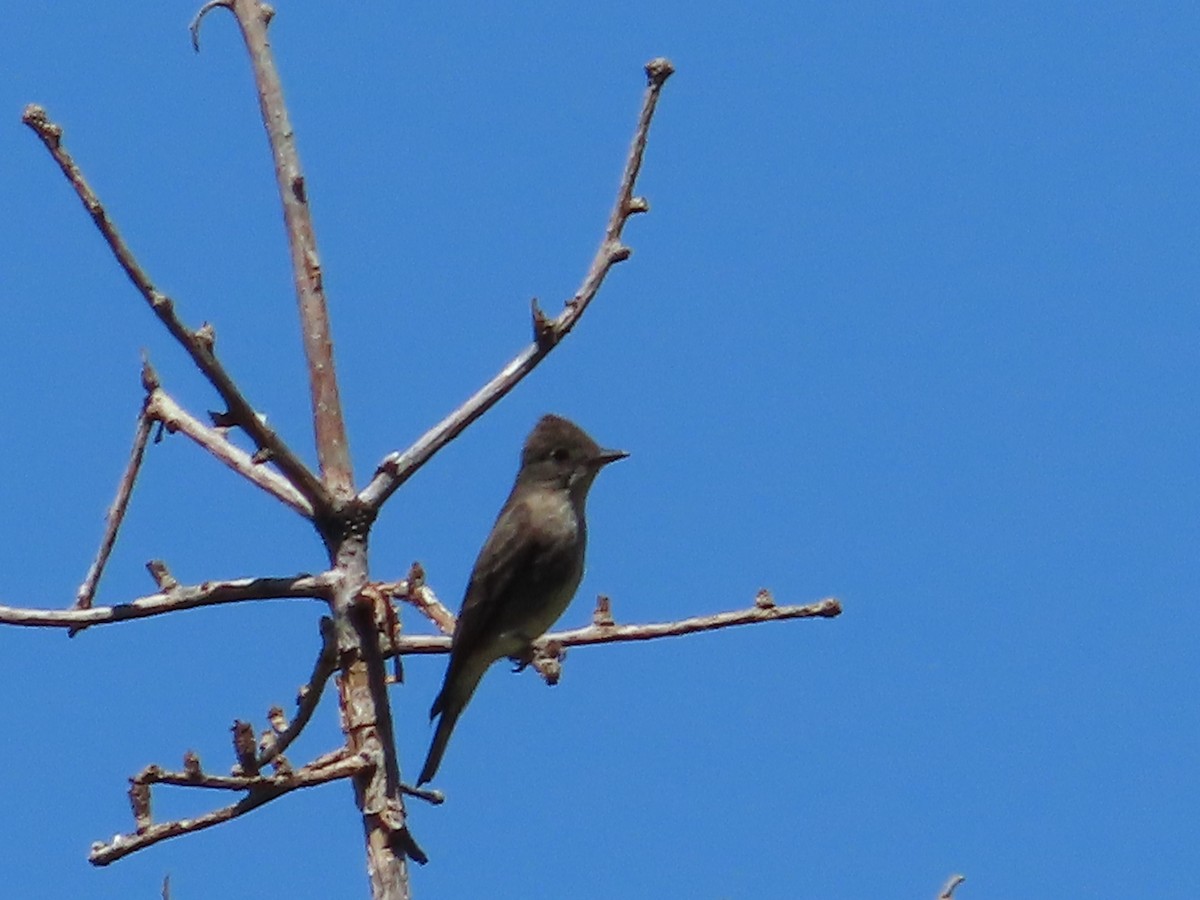 Olive-sided Flycatcher - ML589910711