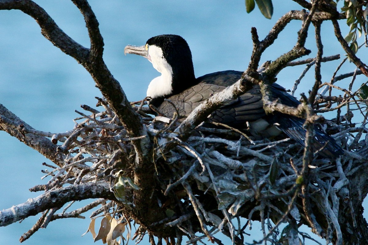 Pied Cormorant - ML589912321