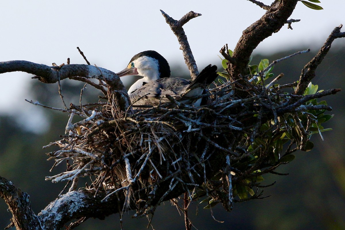 Pied Cormorant - ML589912331