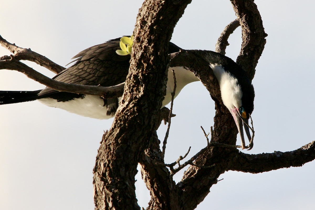 Pied Cormorant - ML589912341